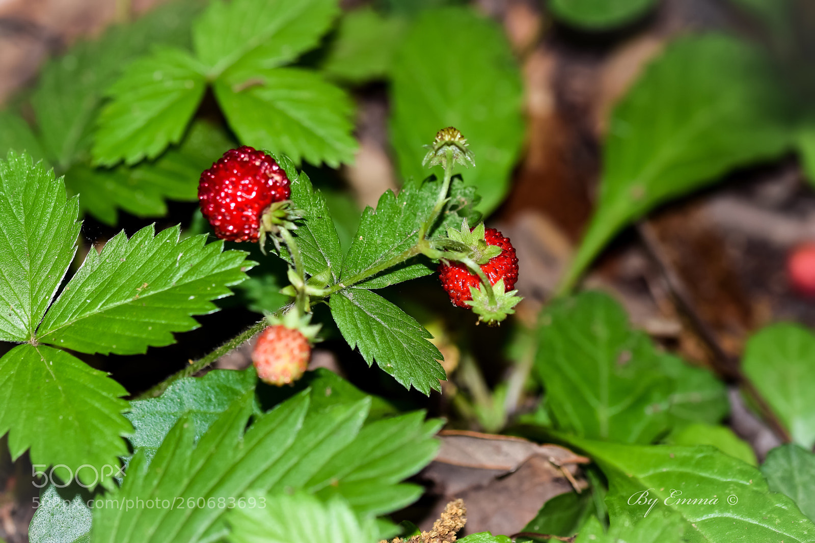 Nikon D3300 sample photo. Untitled photography