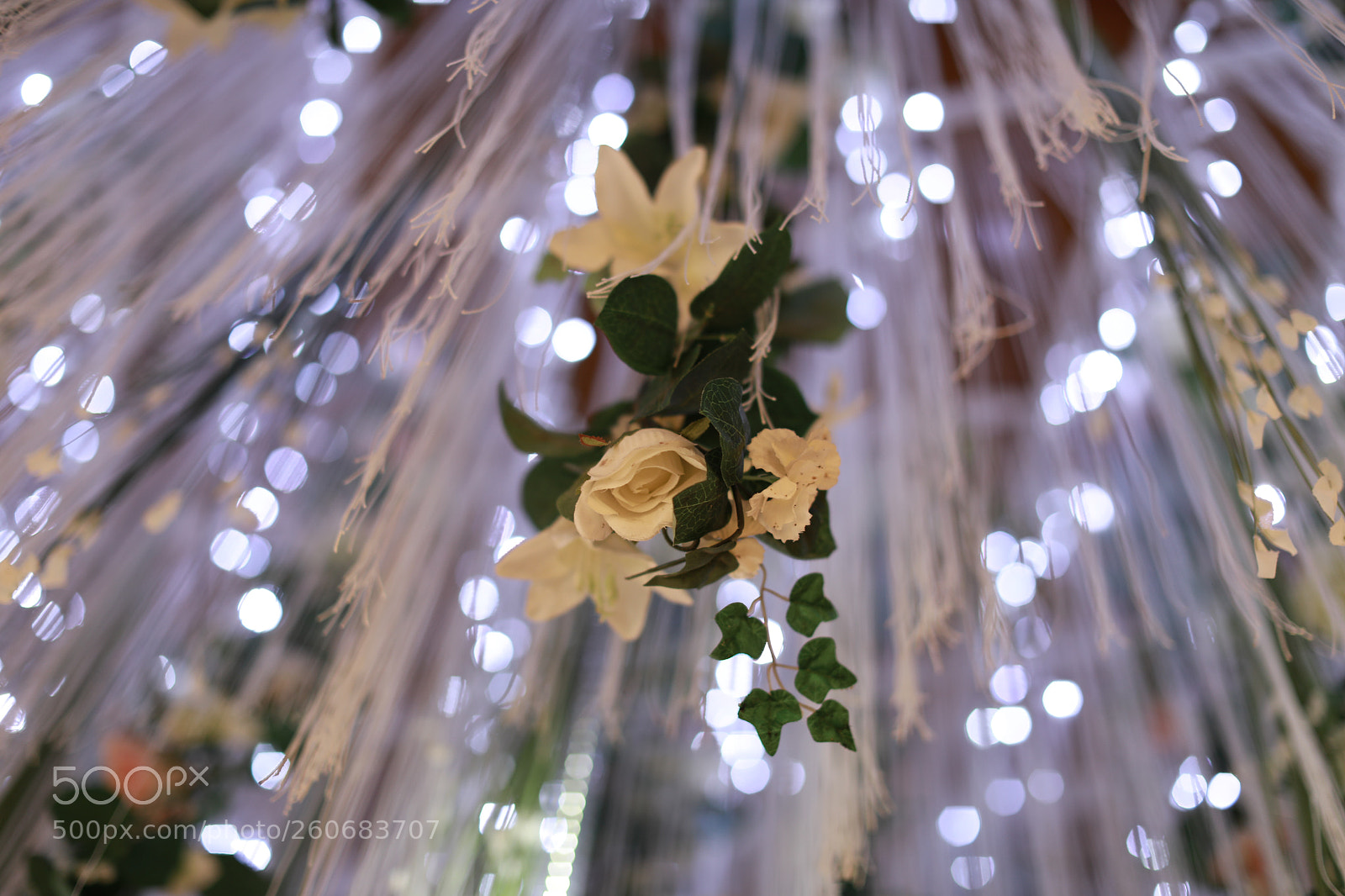 Canon EOS 5D Mark IV sample photo. The splendid roses photography