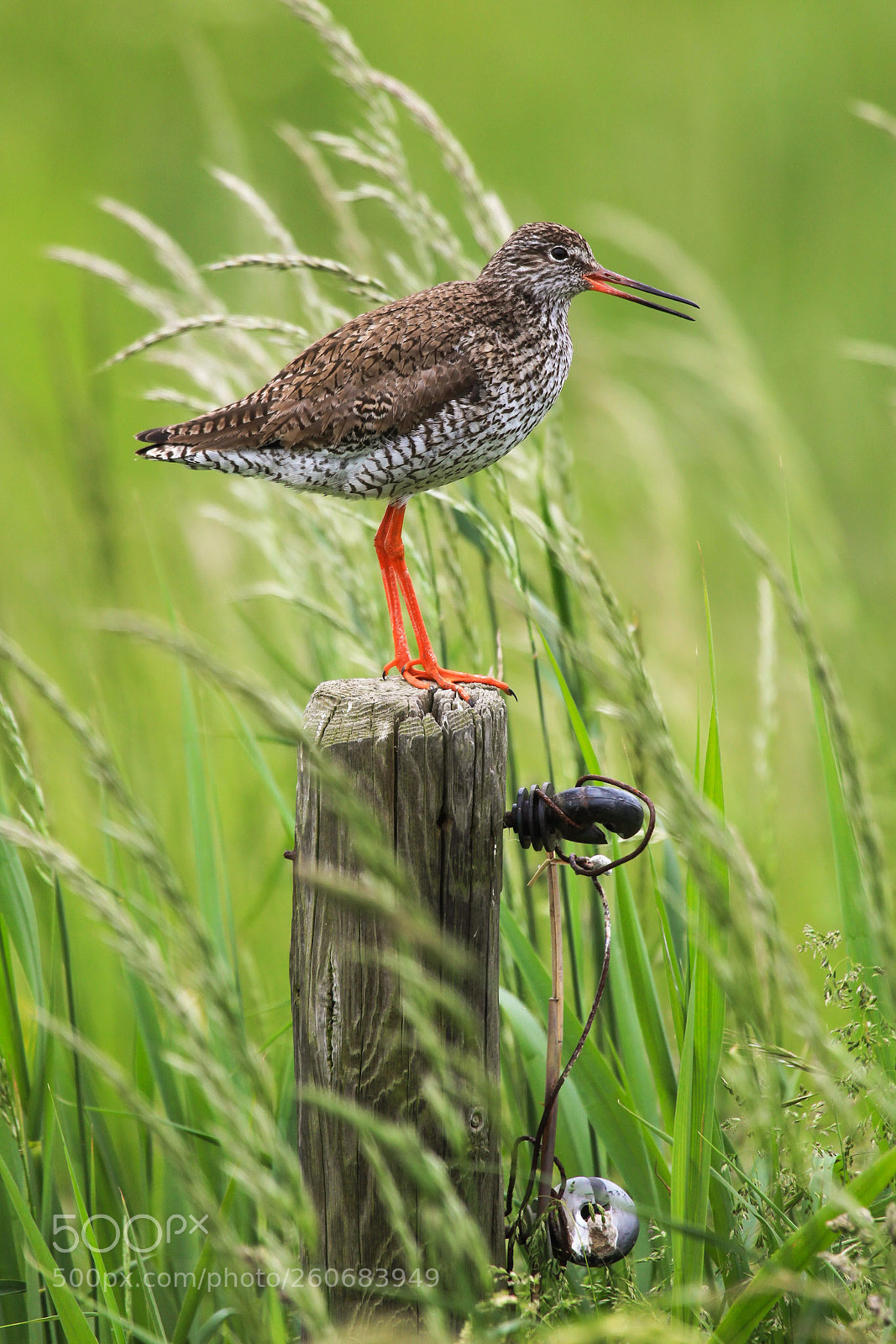Canon EOS 5D Mark II sample photo. Redshank photography