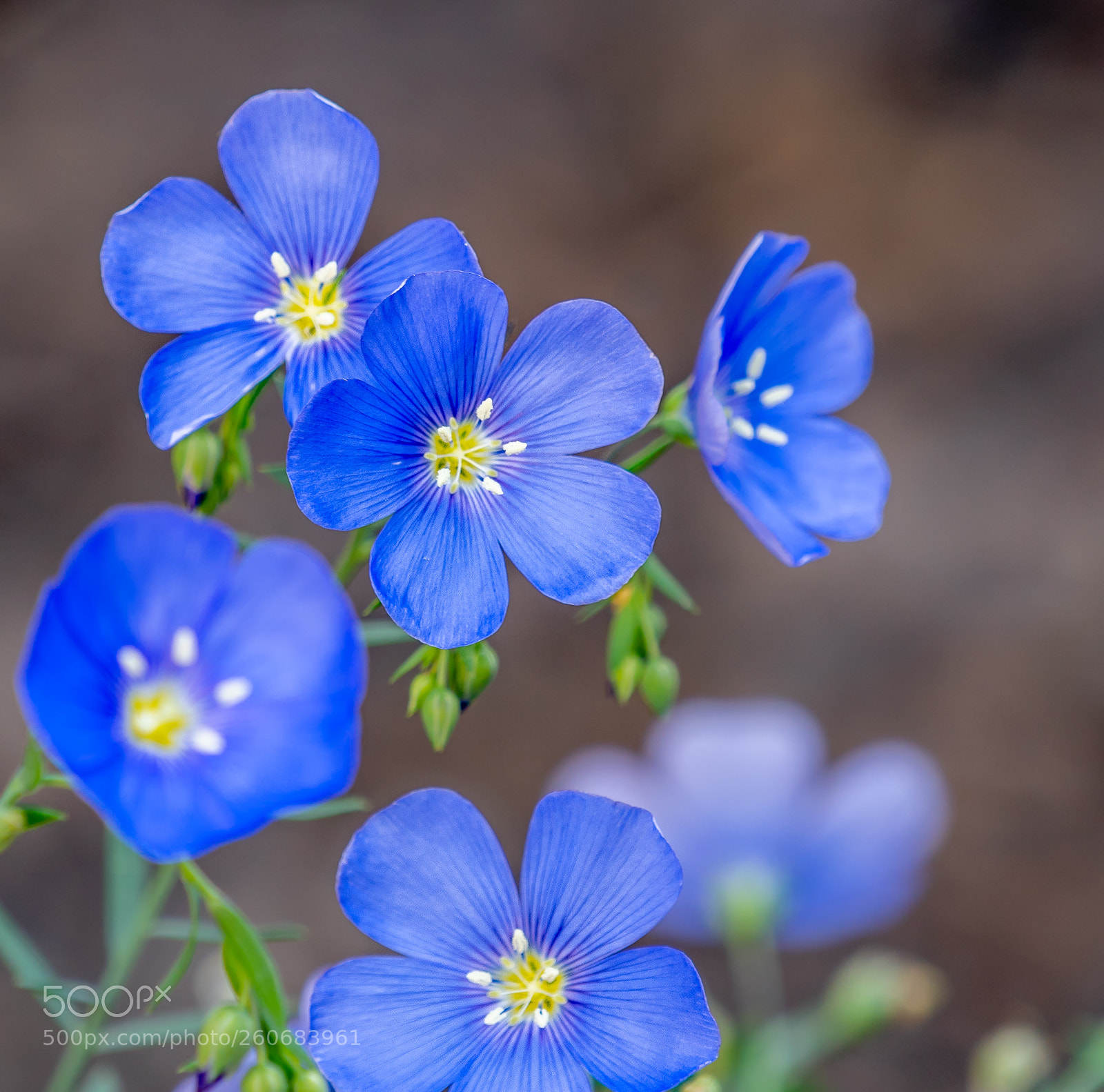 Nikon D500 sample photo. Linum sapphire photography