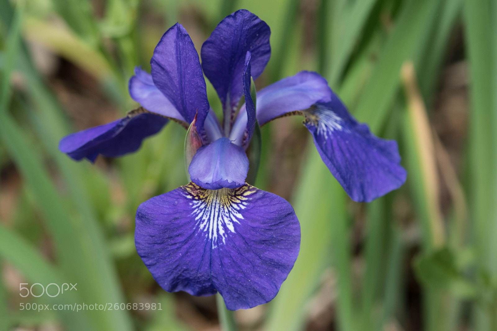 Nikon D7500 sample photo. Iris macro 2 photography