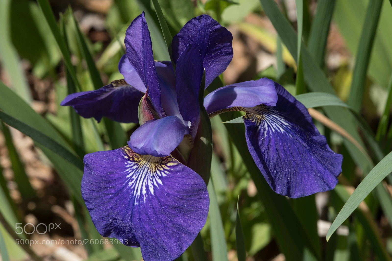 Nikon D7500 sample photo. Iris macro 3 photography