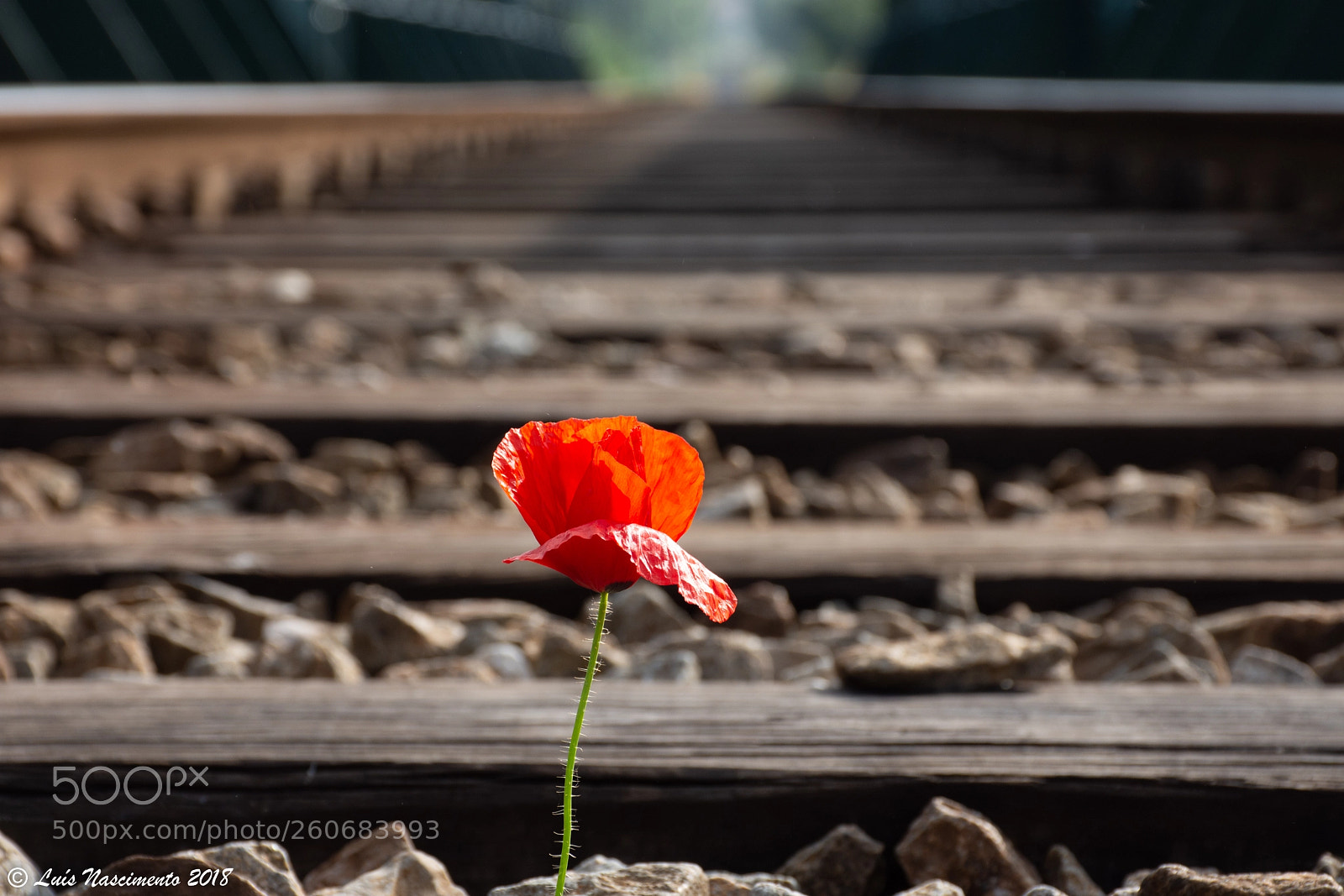 Nikon D7200 sample photo. Train line photography
