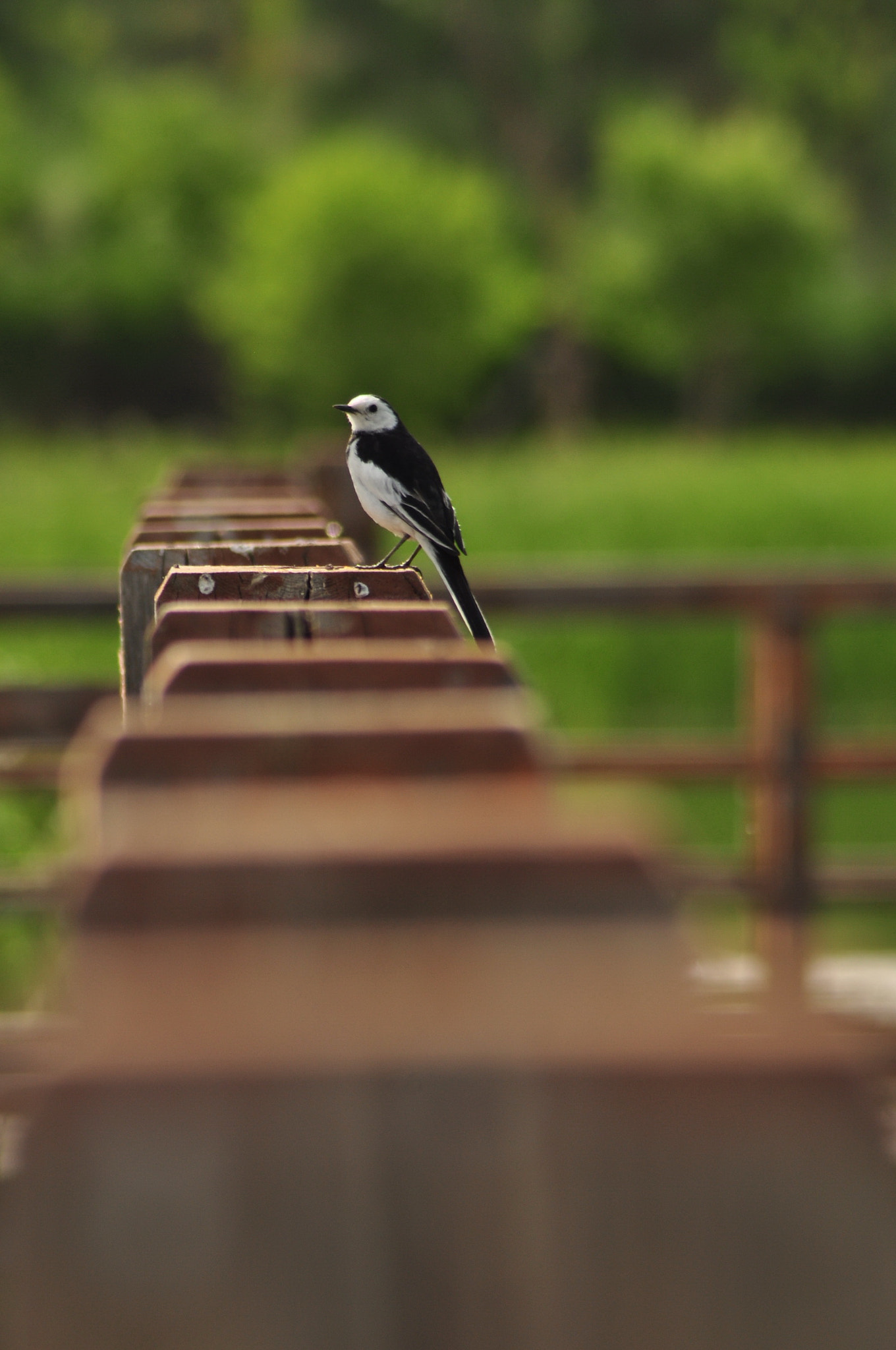 Nikon AF Nikkor 70-300mm F4-5.6G sample photo