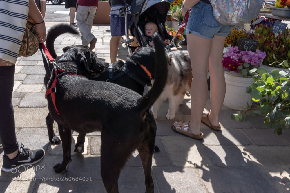 Sony a7 III sample photo. Making friends photography