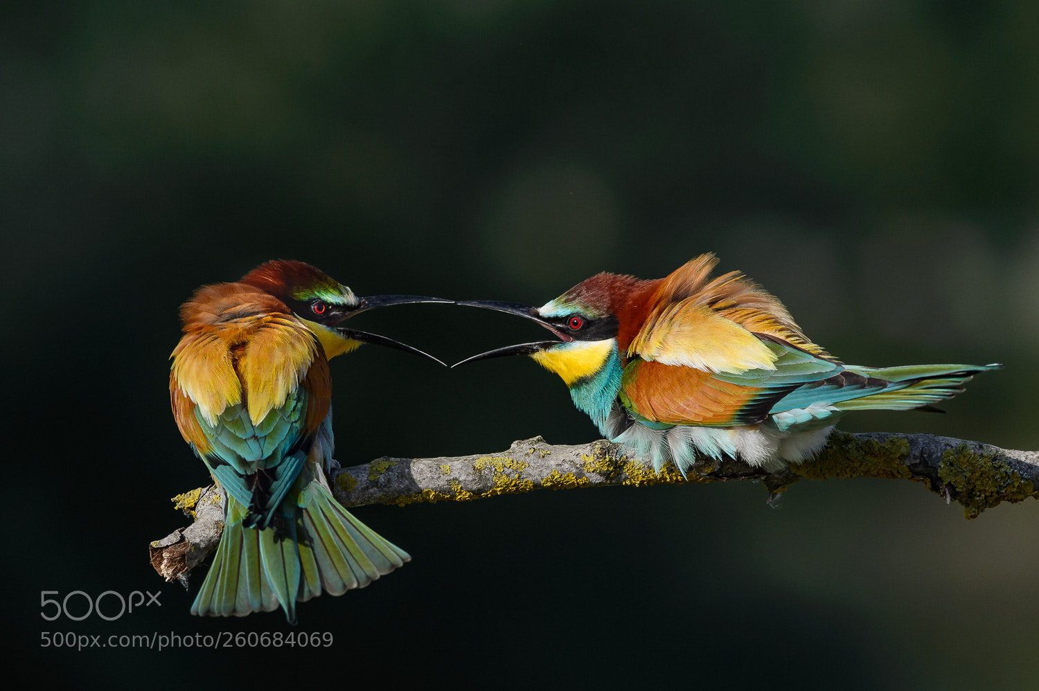 Nikon D4 sample photo. Bee eaters 1 photography