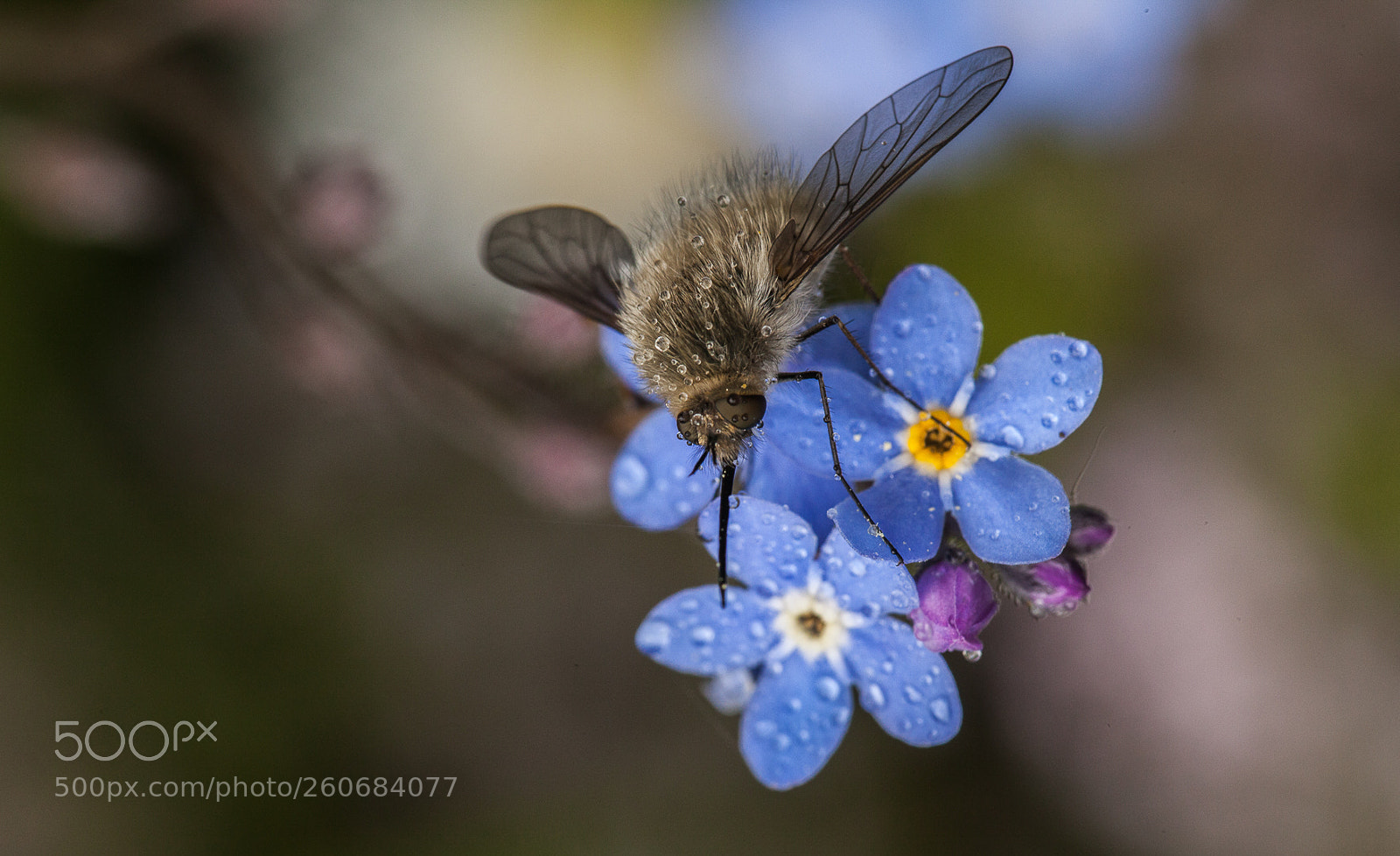 Canon EOS 5D Mark II sample photo. A bombyle in morning photography