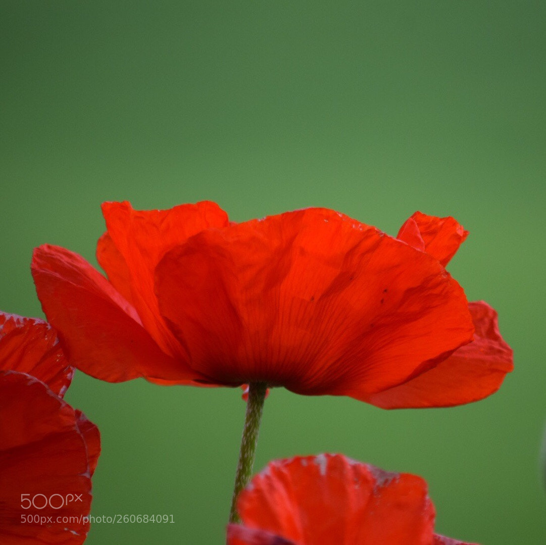 Nikon D5300 sample photo. Beautiful poppy’s  photography