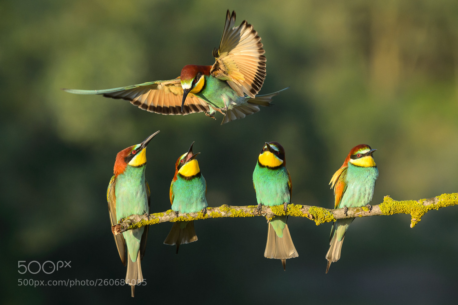 Nikon D4S sample photo. Bee eaters 2 photography