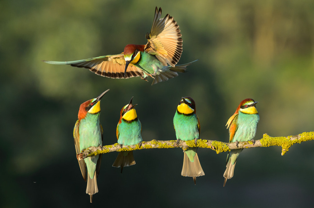 Bee eaters 2 by Franco Fratini on 500px.com