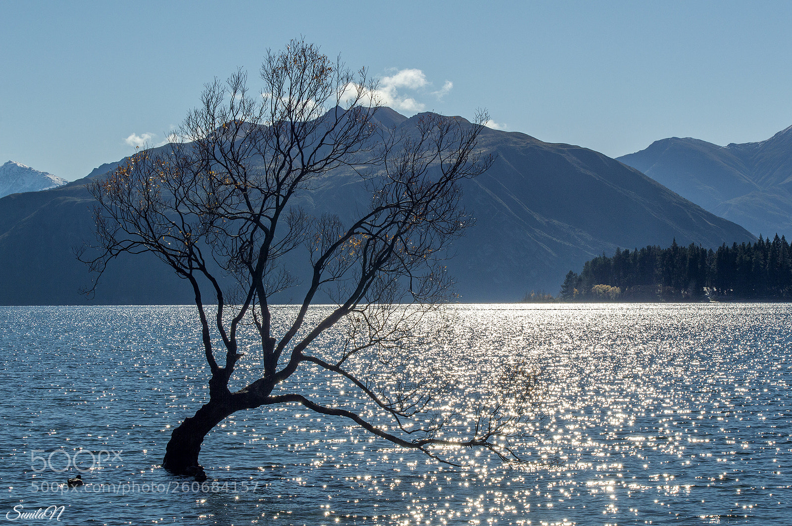 Nikon D3200 sample photo. That wanaka tree photography