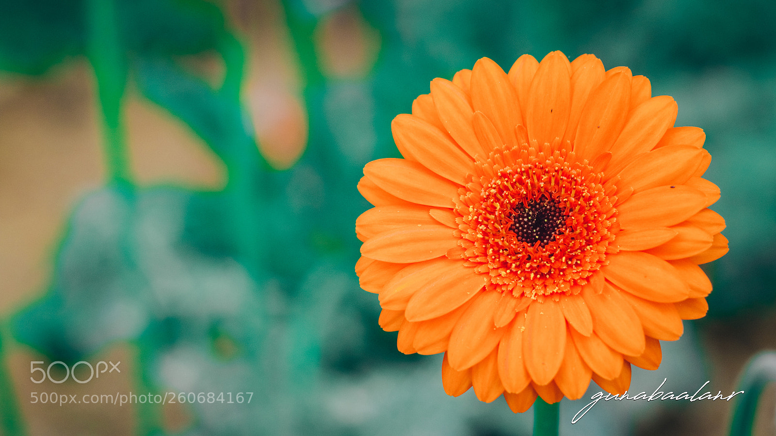 Canon EOS 70D sample photo. Cameron highland photography
