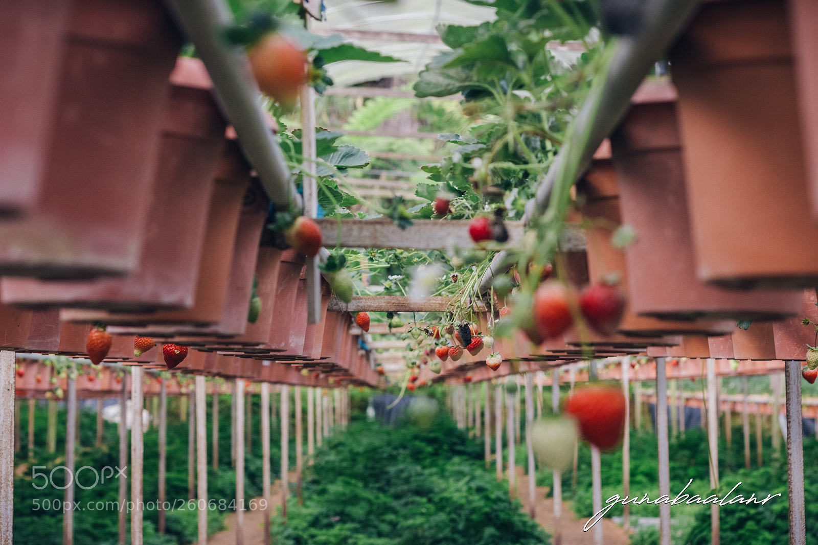 Canon EOS 70D sample photo. Cameron highland photography