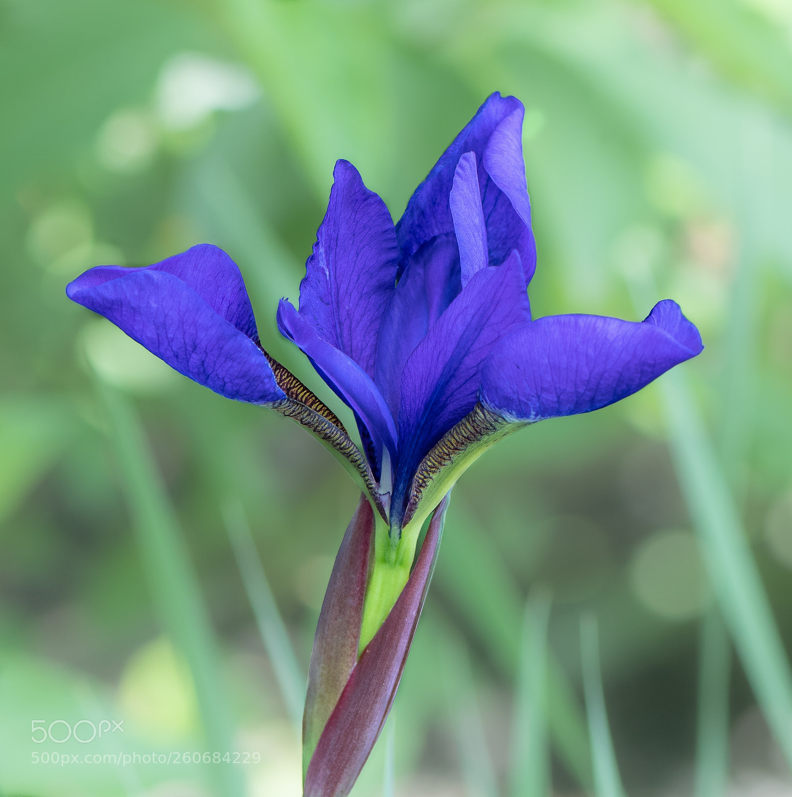 Nikon D500 sample photo. Siberian iris photography