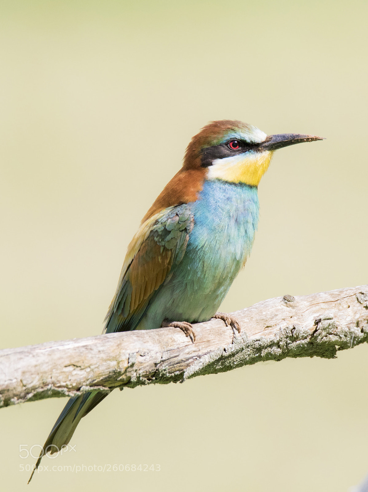 Canon EOS 7D Mark II sample photo. Bee eater photography