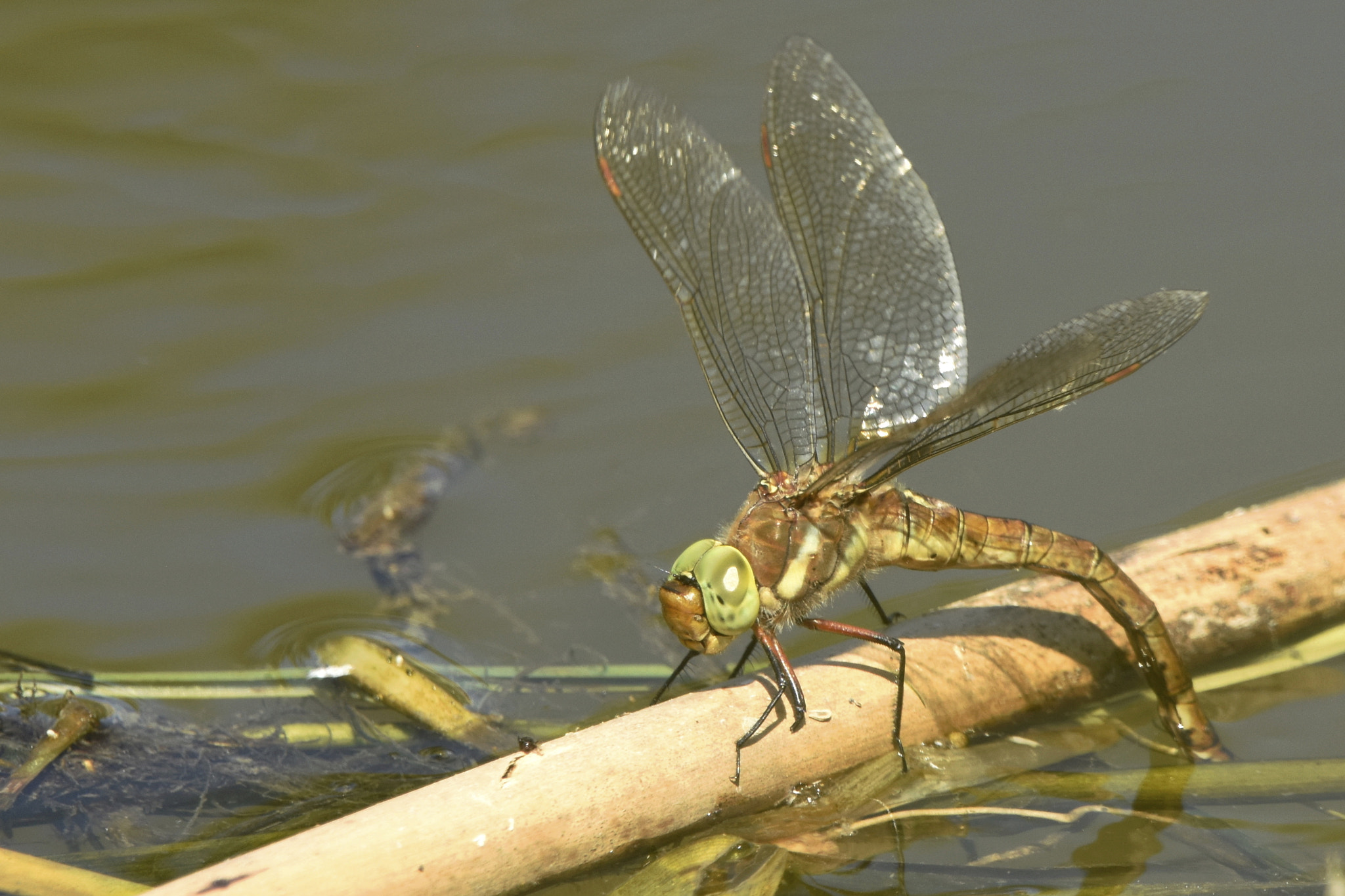 Sigma 150-600mm F5-6.3 DG OS HSM | C sample photo. Egg laying green eyed hawker photography