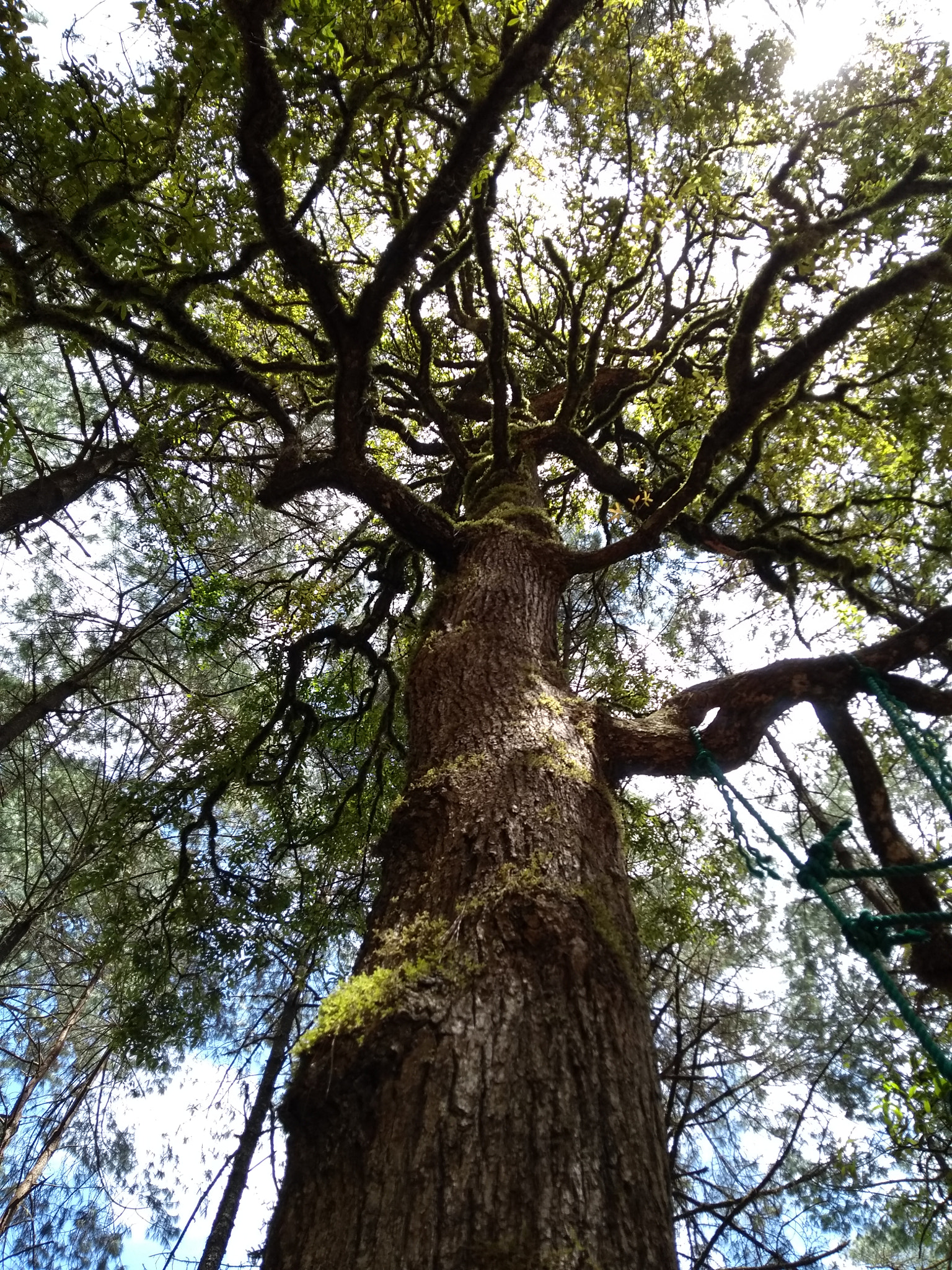 Motorola Moto G (5th Gen) sample photo