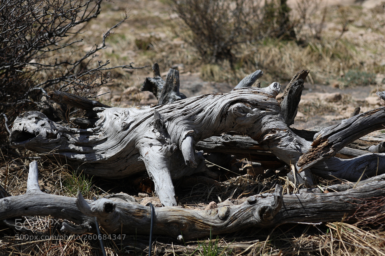 Canon EOS 5D Mark IV sample photo. The old tree in photography