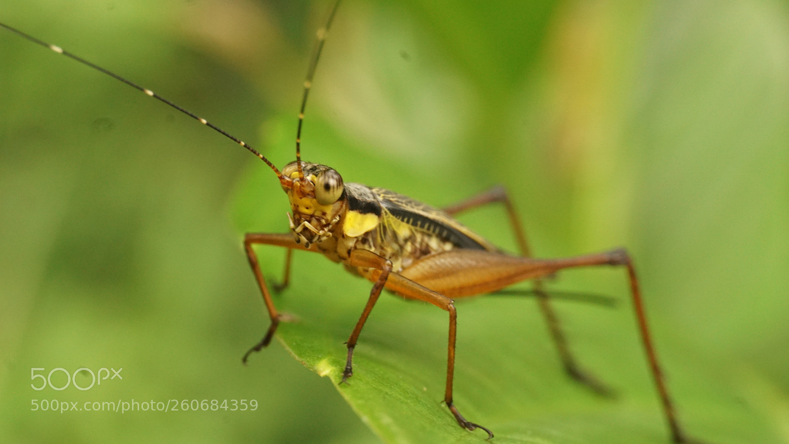 Sony a6000 sample photo. Grasshopper photography
