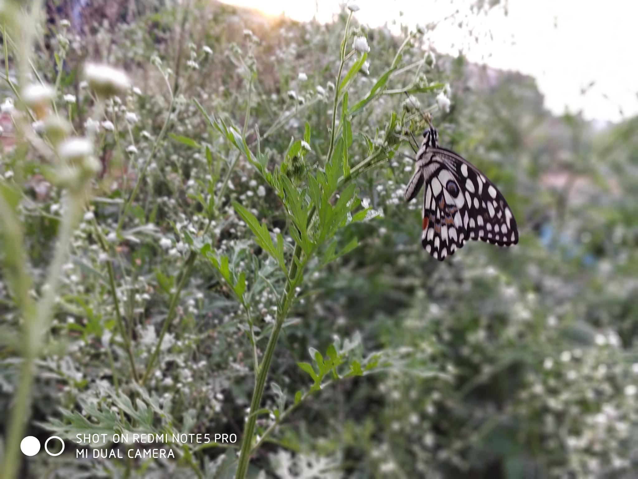 Xiaomi Redmi Note 5 Pro sample photo