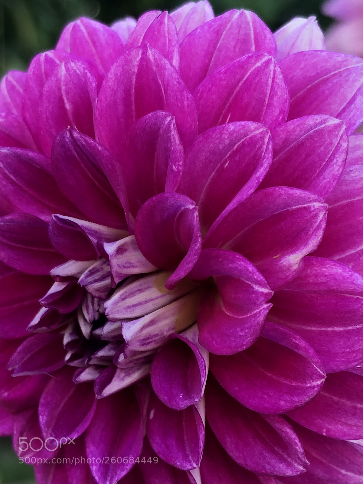 Apple iPhone 8 sample photo. Flower photography