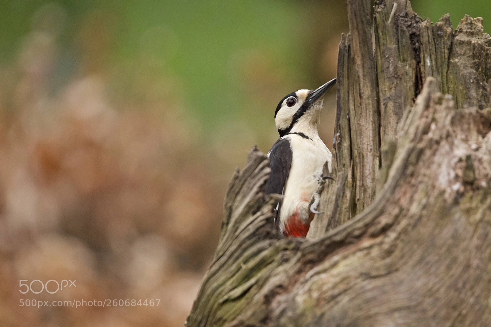 Canon EOS 5D Mark IV sample photo. Great spotted woodpecker photography