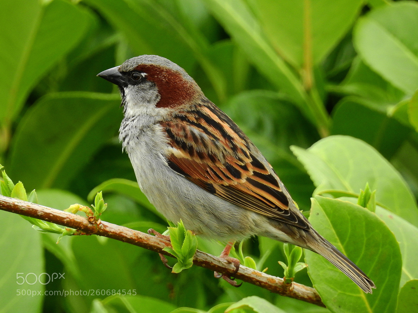 Nikon Coolpix P900 sample photo. Male sparrow photography