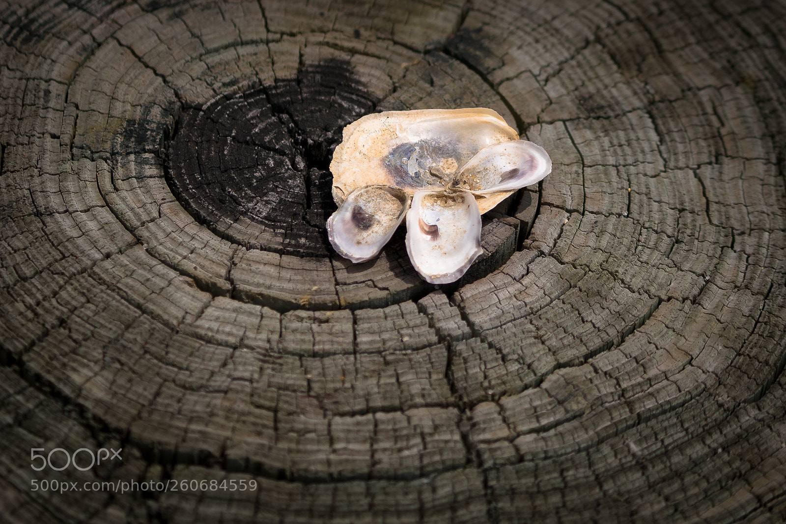 Sony a7R II sample photo. Shells photography