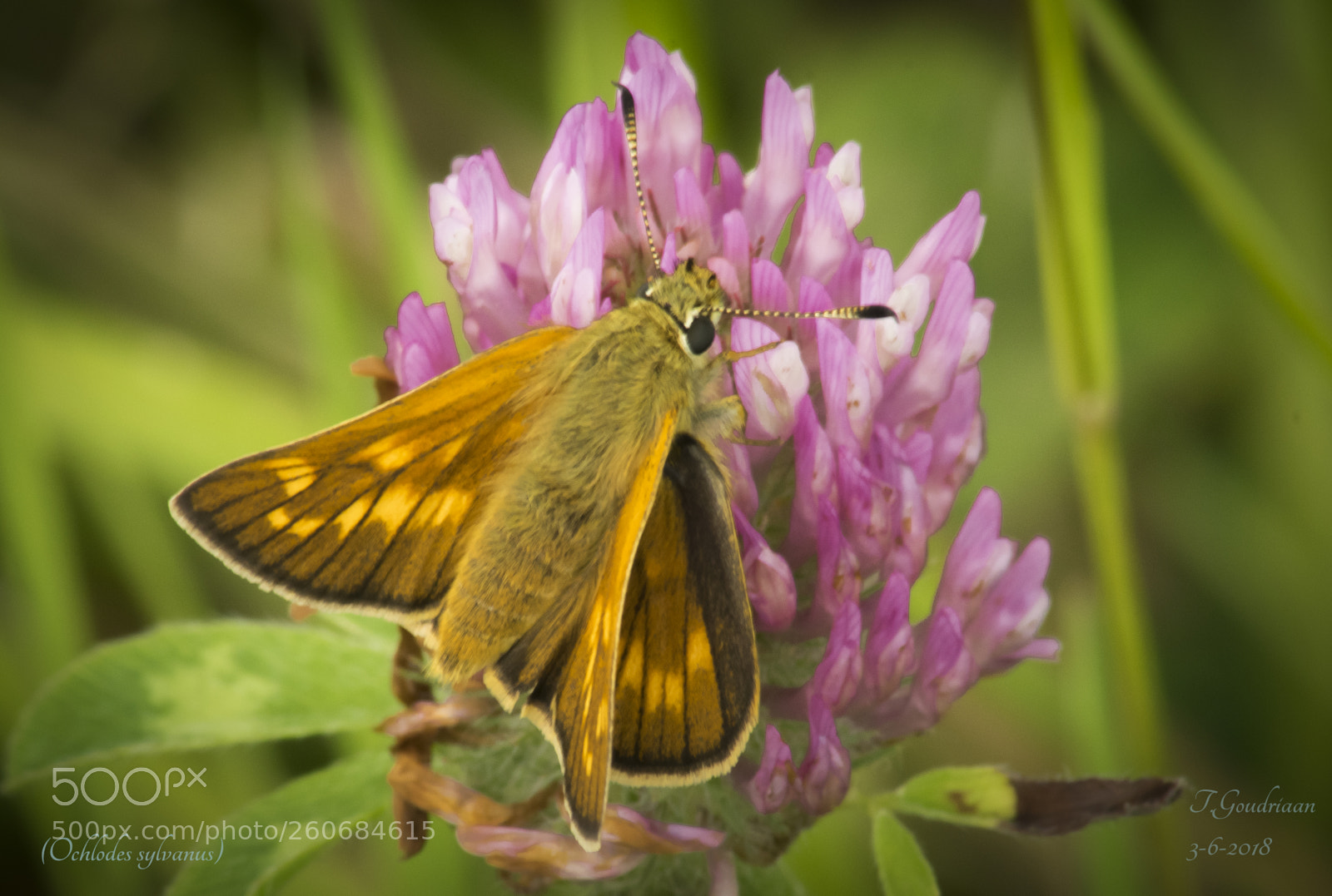 Nikon D5300 sample photo. Butterfly (ochlodes sylvanus) photography