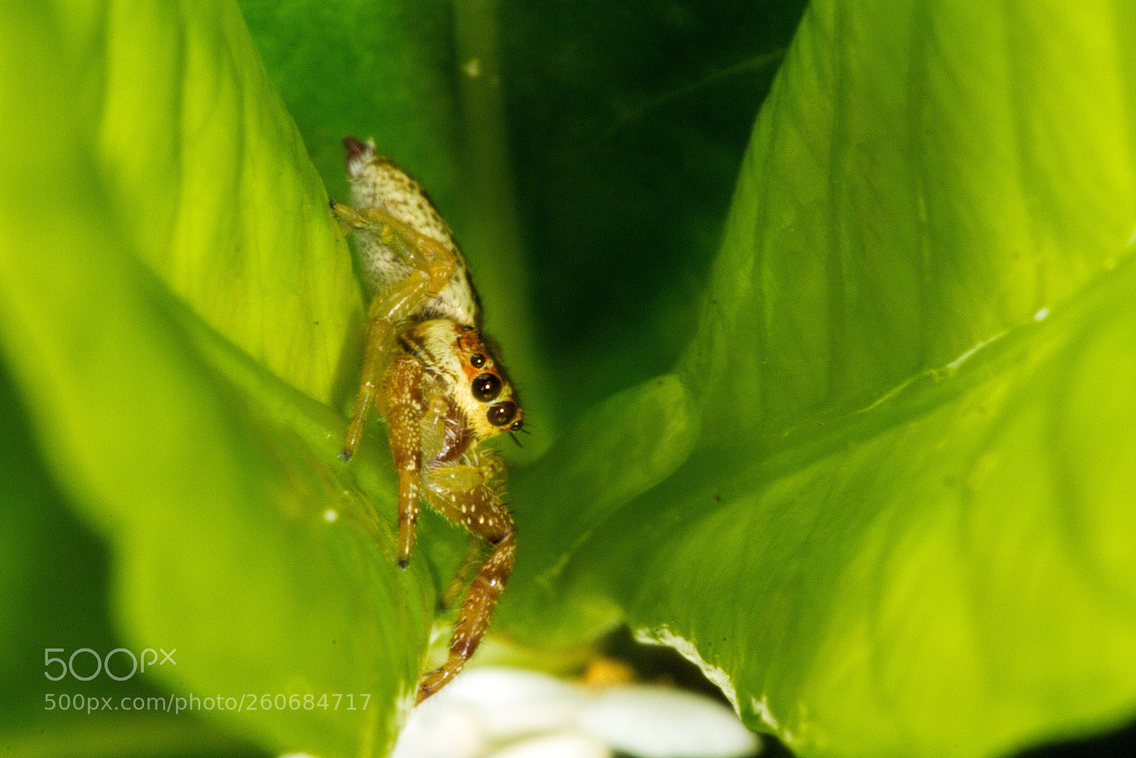 Canon EOS 7D sample photo. Jumping spider photography