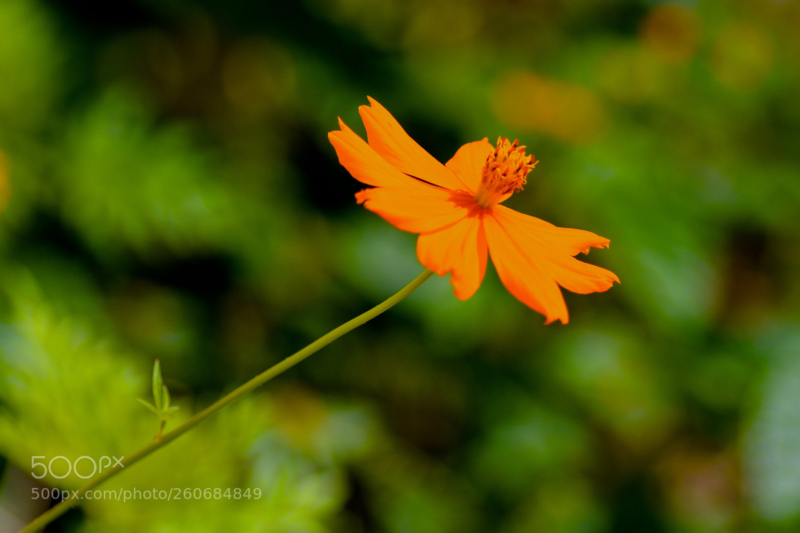 Nikon D7100 sample photo. Cosmos sulphureus photography