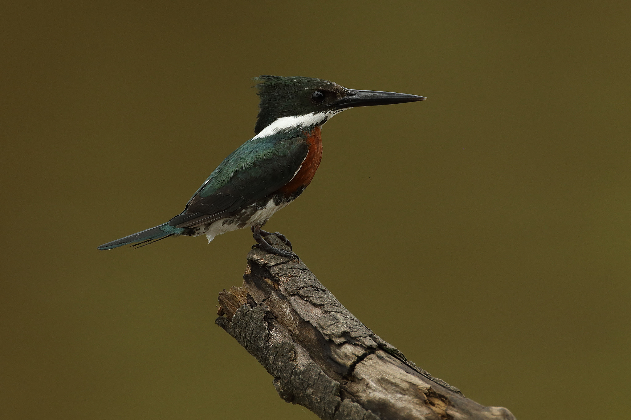 Canon EF 500mm F4L IS USM sample photo. Amazon kingfisher (chloroceryle amazona) photography