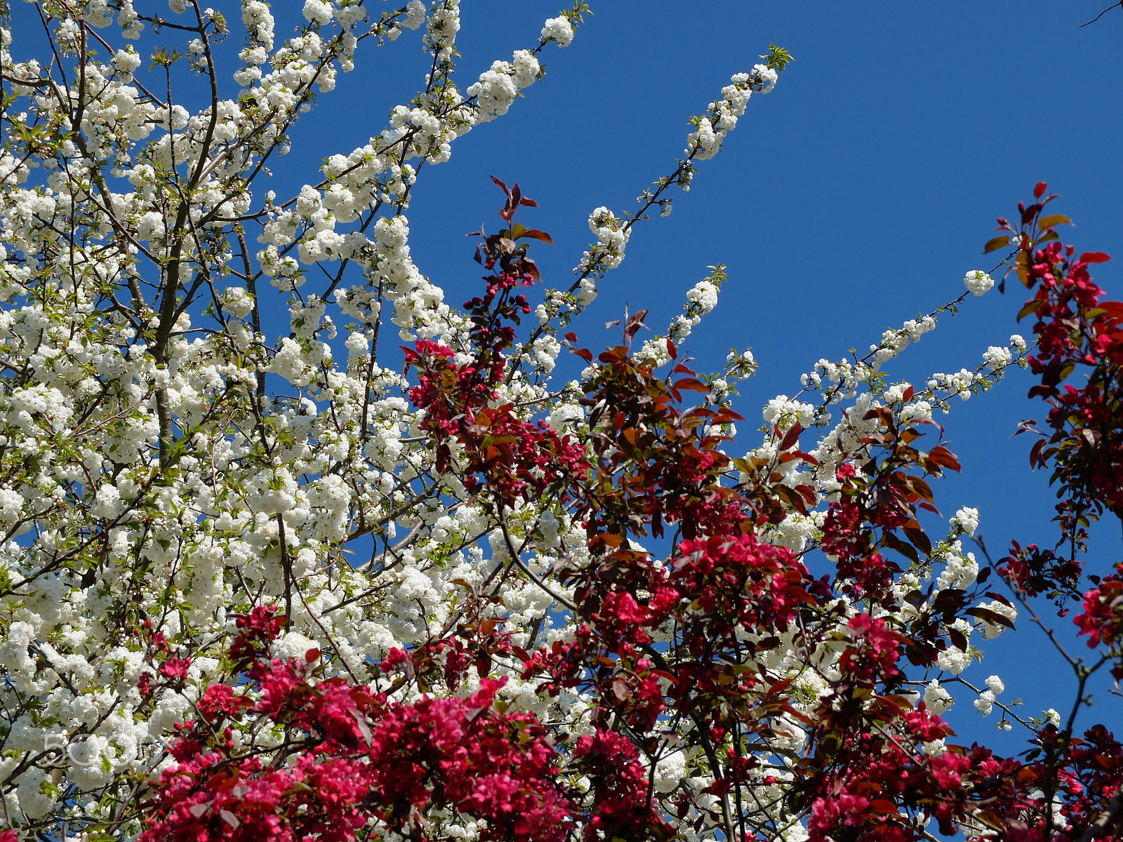 Fujifilm X20 sample photo. Colourful spring blossom photography