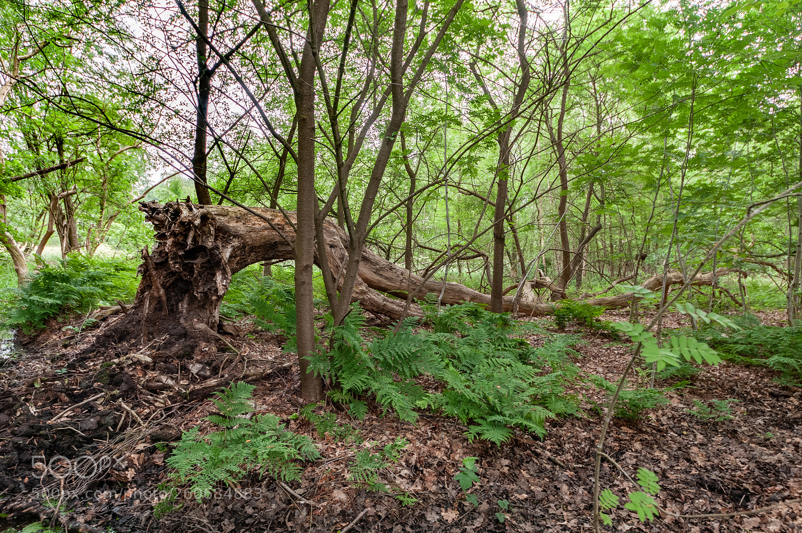 Nikon D300S sample photo. Old tree photography