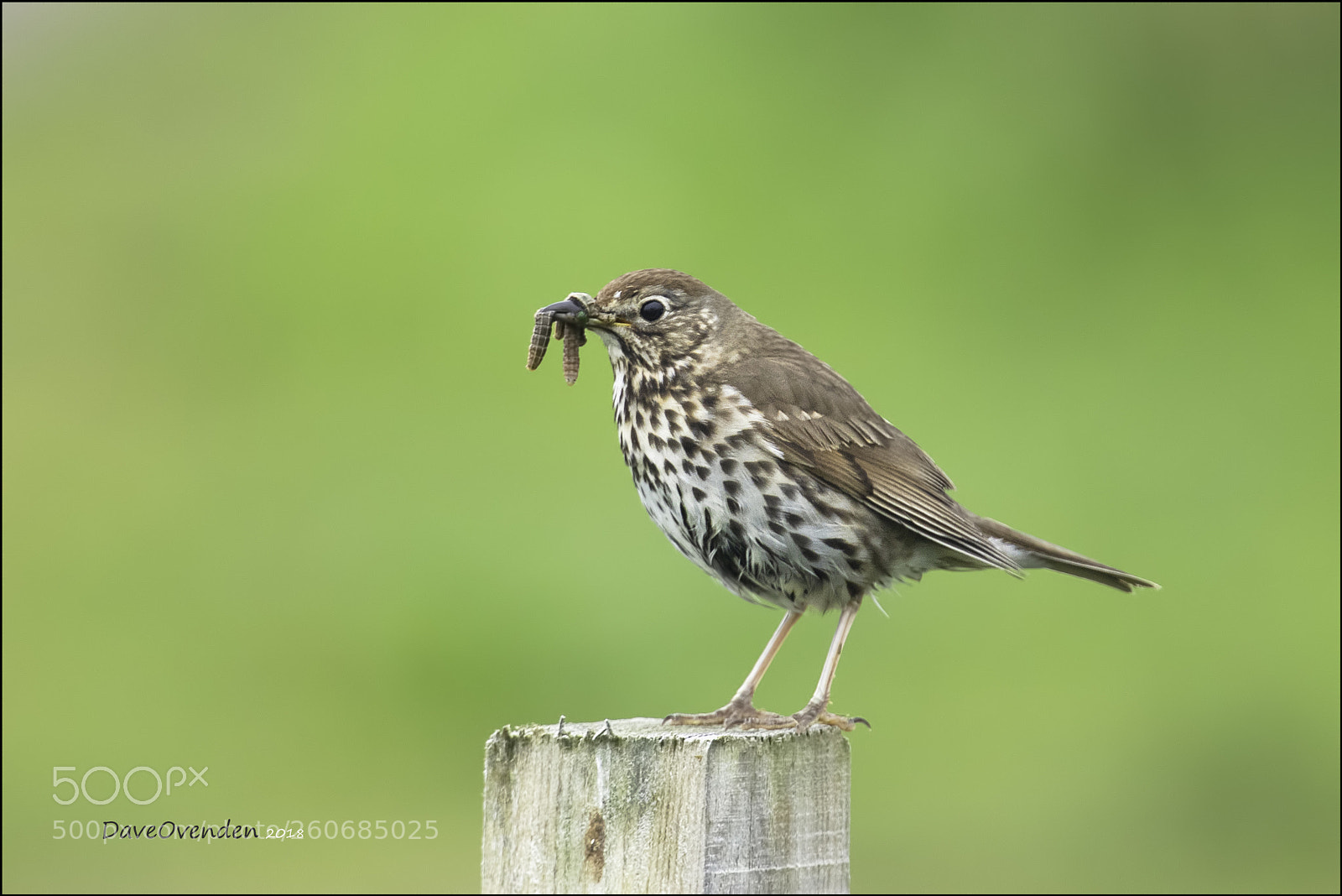 Canon EOS-1D X Mark II sample photo. Song thrush photography
