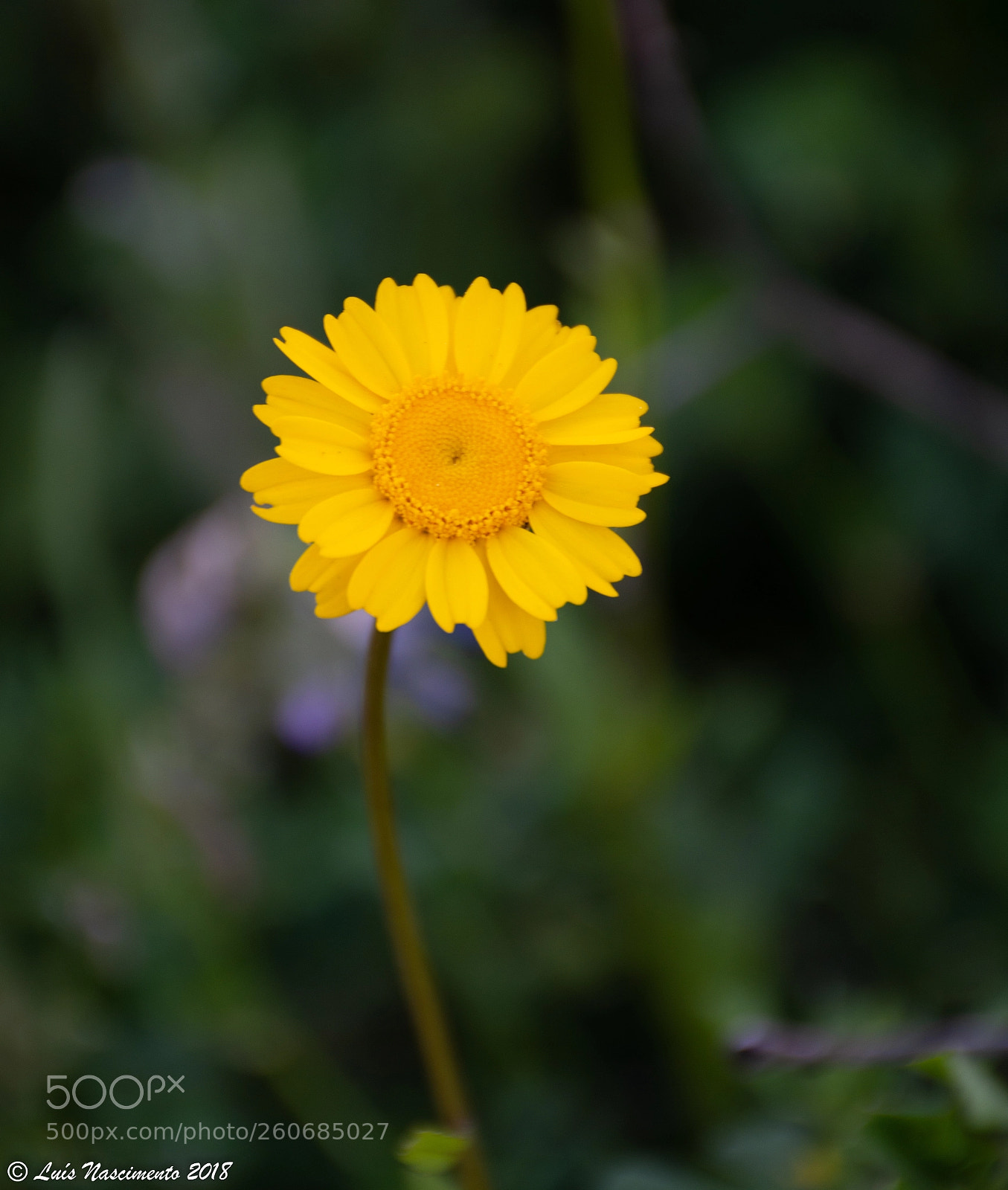 Nikon D7200 sample photo. Flowers photography