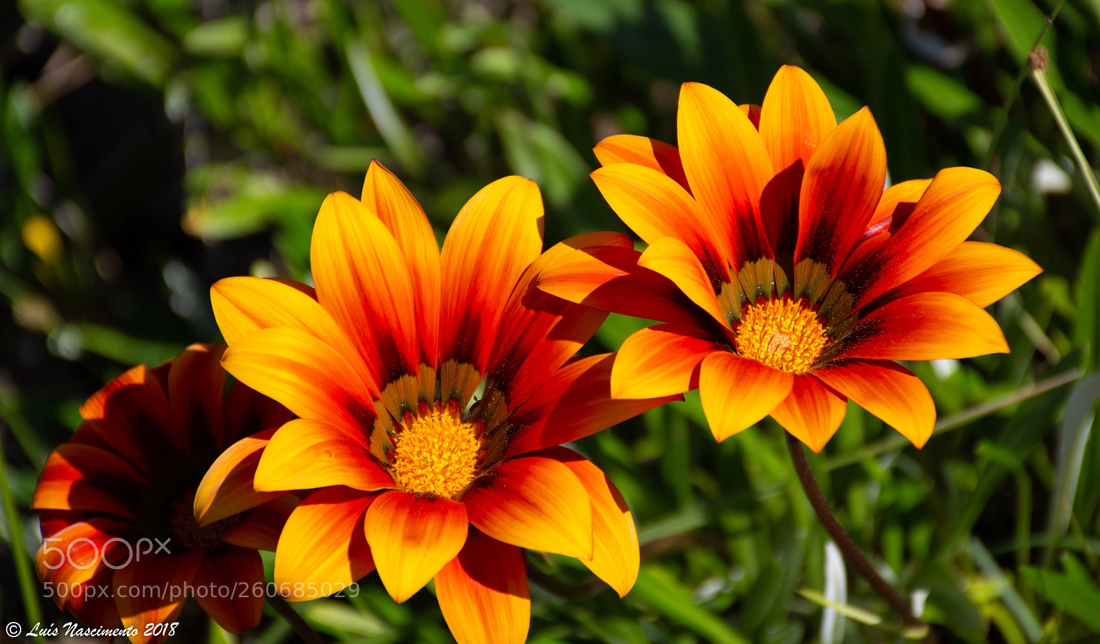 Nikon D7200 sample photo. Flowers photography