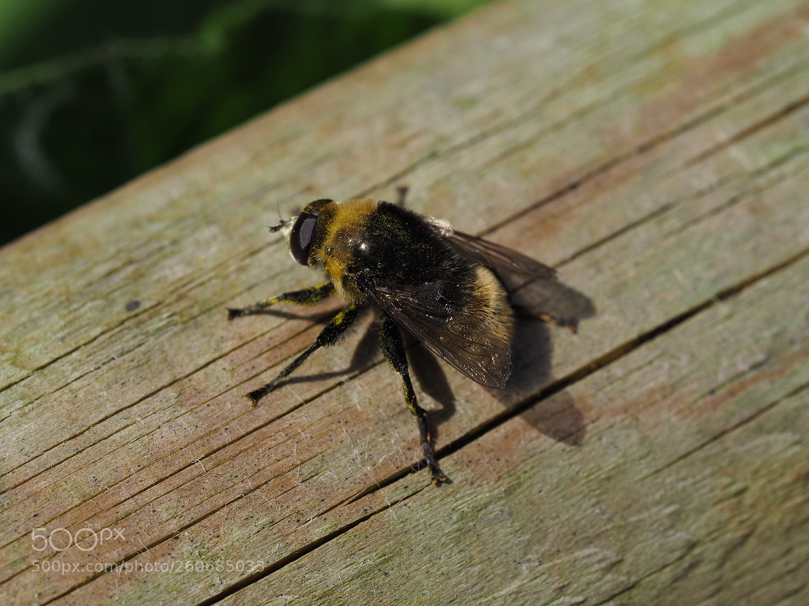 Olympus OM-D E-M1 Mark II sample photo. Bumblebee hoverfly - volucella photography