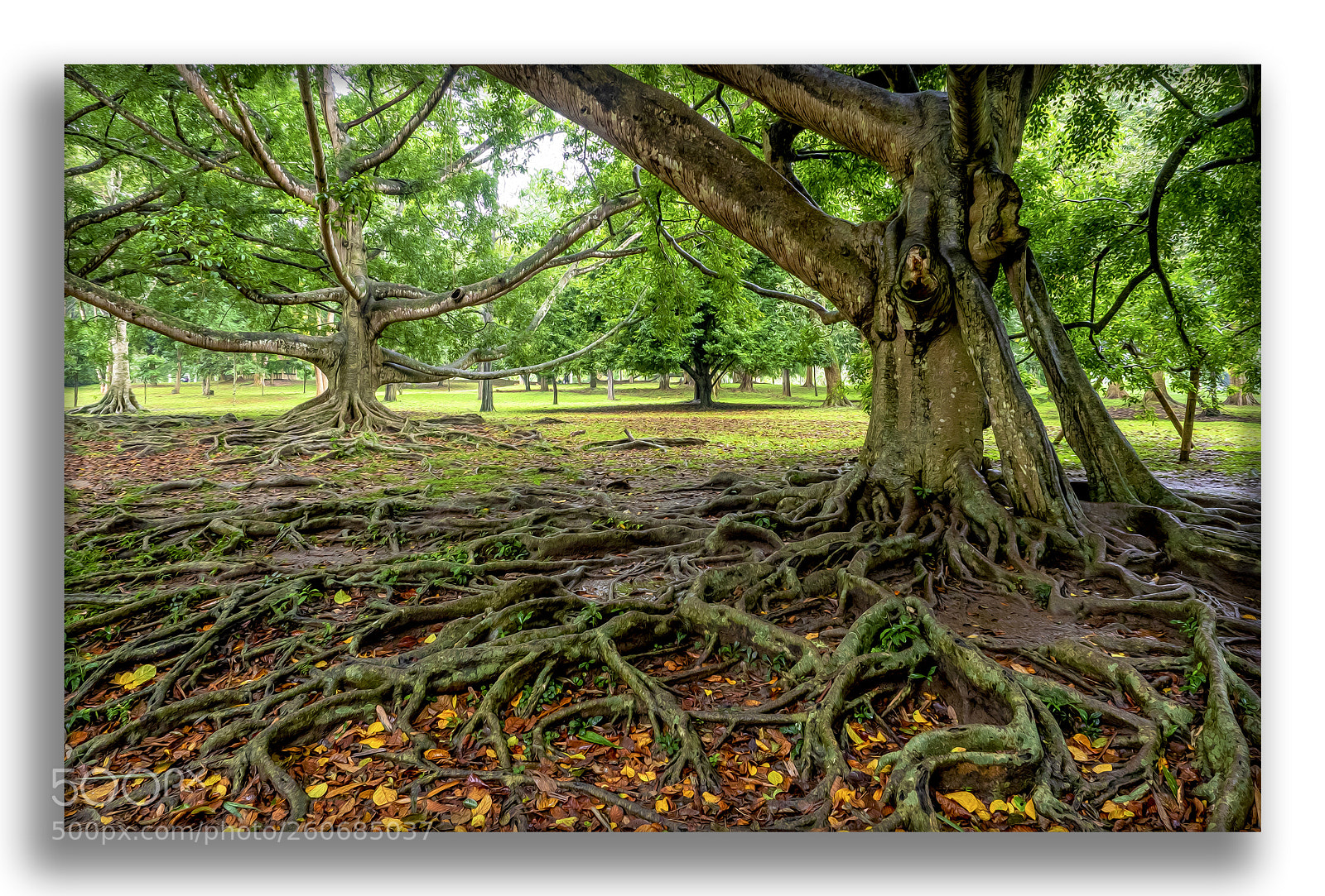 Olympus OM-D E-M1 sample photo. The magic forrest photography