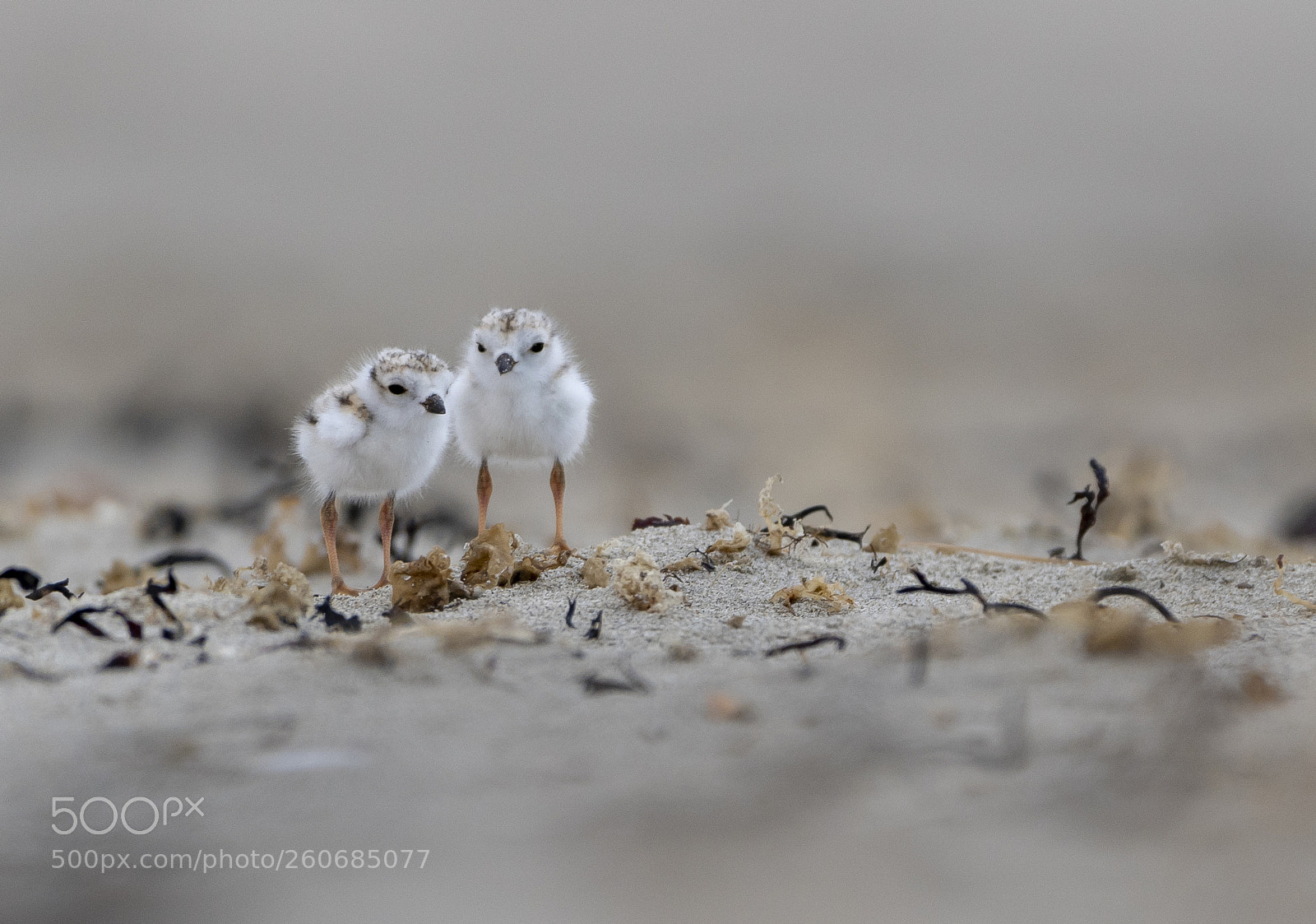 Nikon D500 sample photo. Piping plover chicks photography