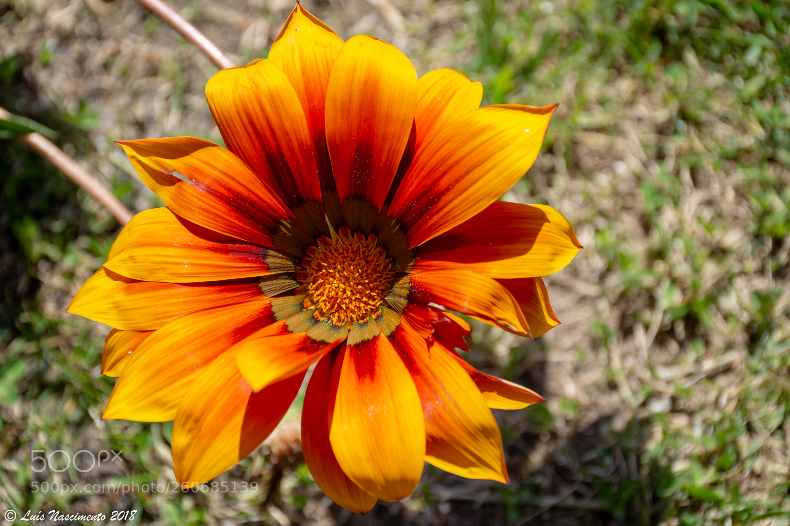 Nikon D7200 sample photo. Flowers photography