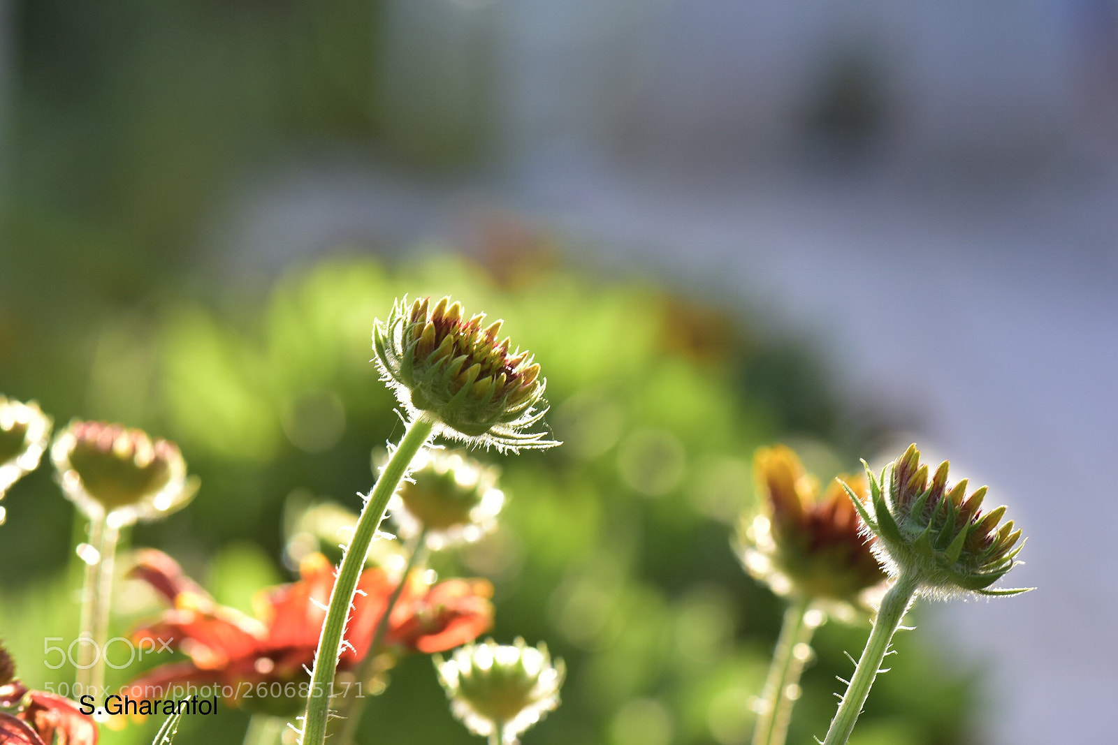 Nikon D810 sample photo. Untitled photography