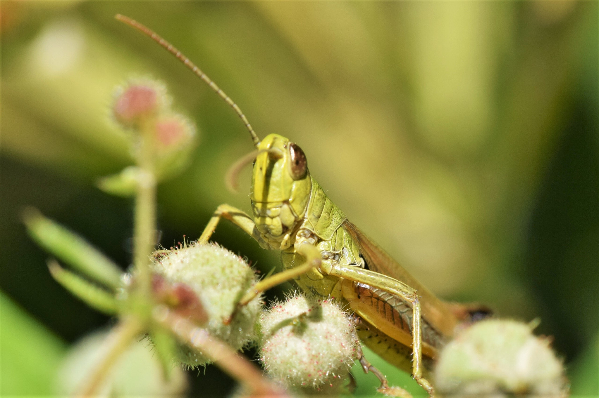 Nikon D3300 sample photo. Skoko photography