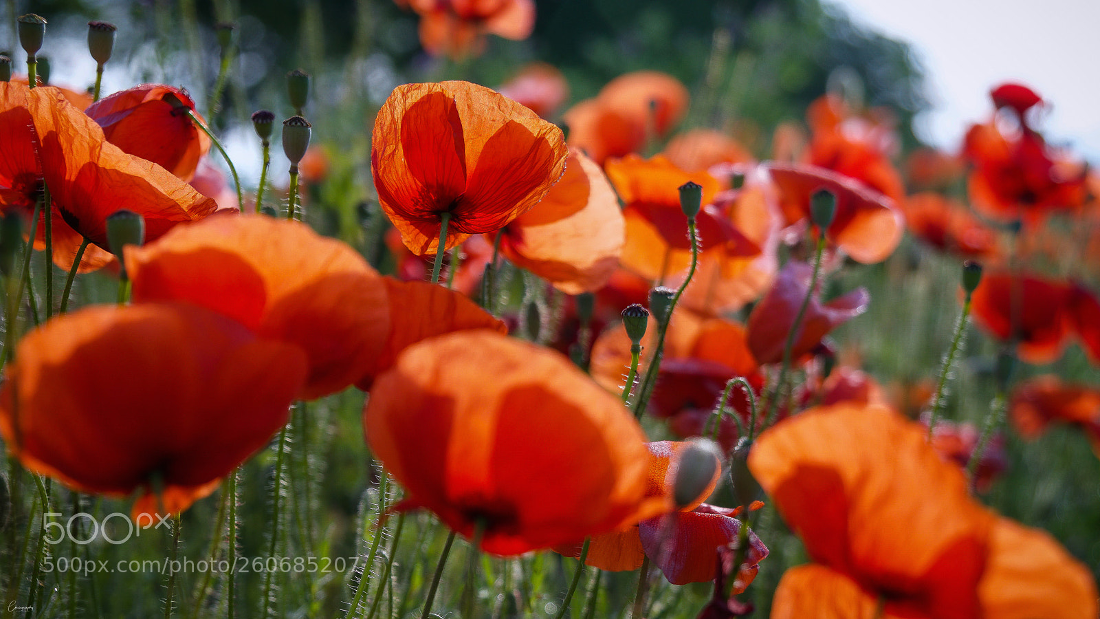Sony a6500 sample photo. Red photography