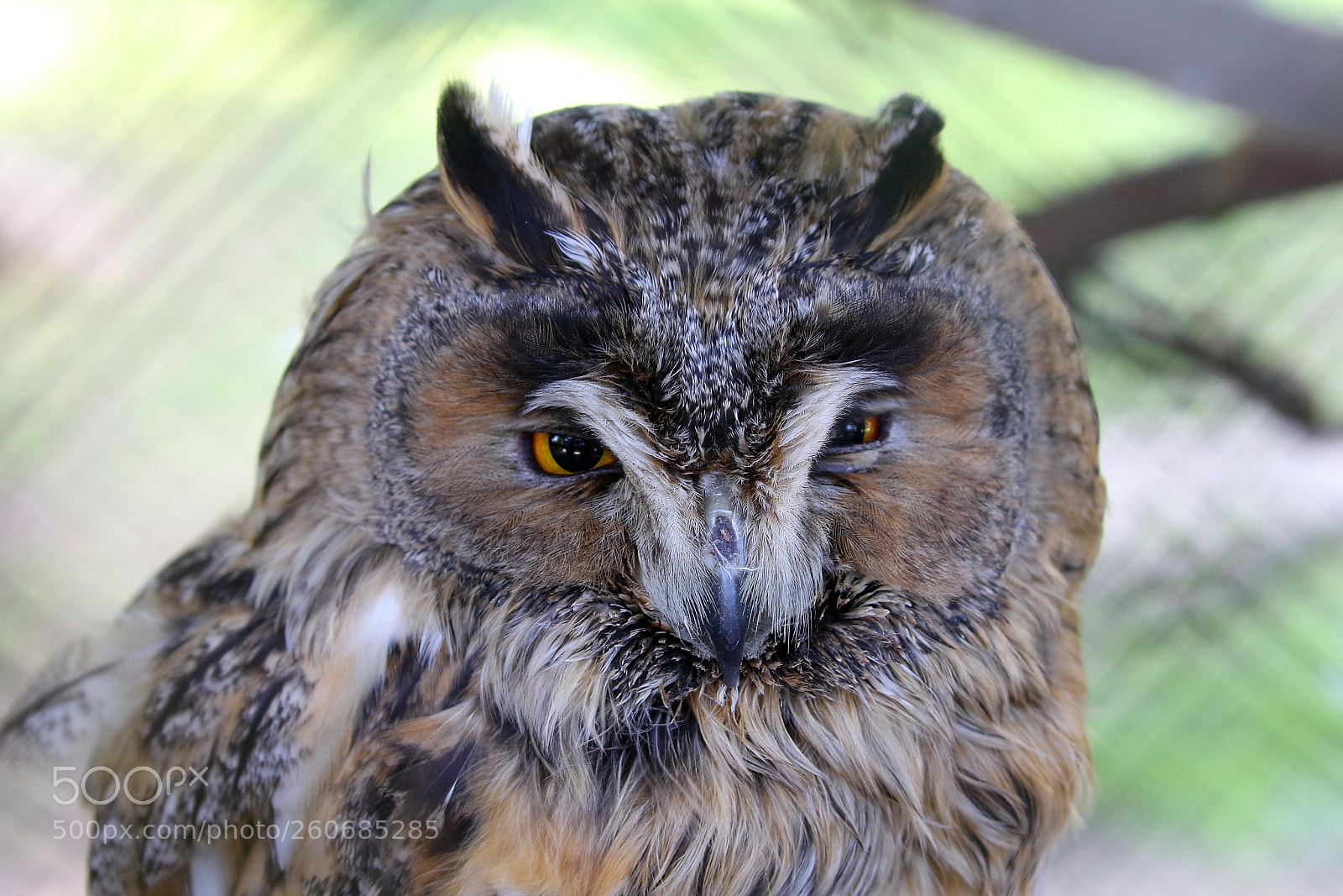 Canon EOS 7D Mark II sample photo. Owl photography