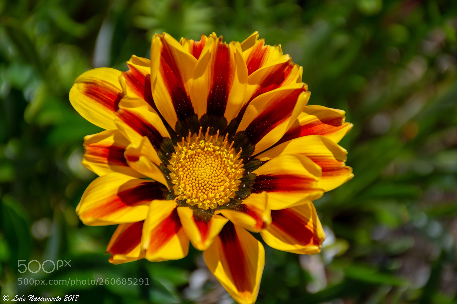 Nikon D7200 sample photo. Flowers photography