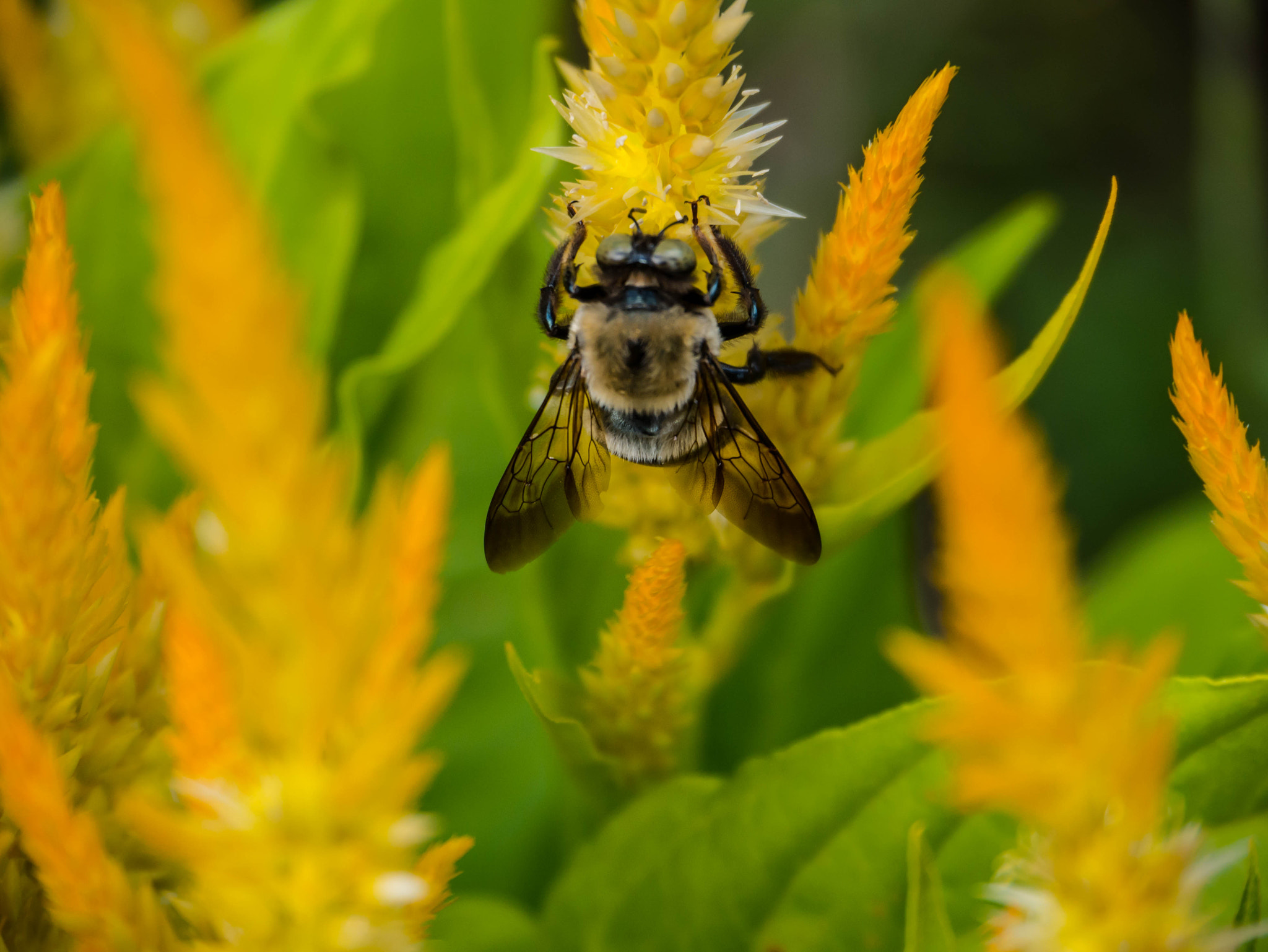 Panasonic Lumix DMC-G85 (Lumix DMC-G80) sample photo. Bee photography