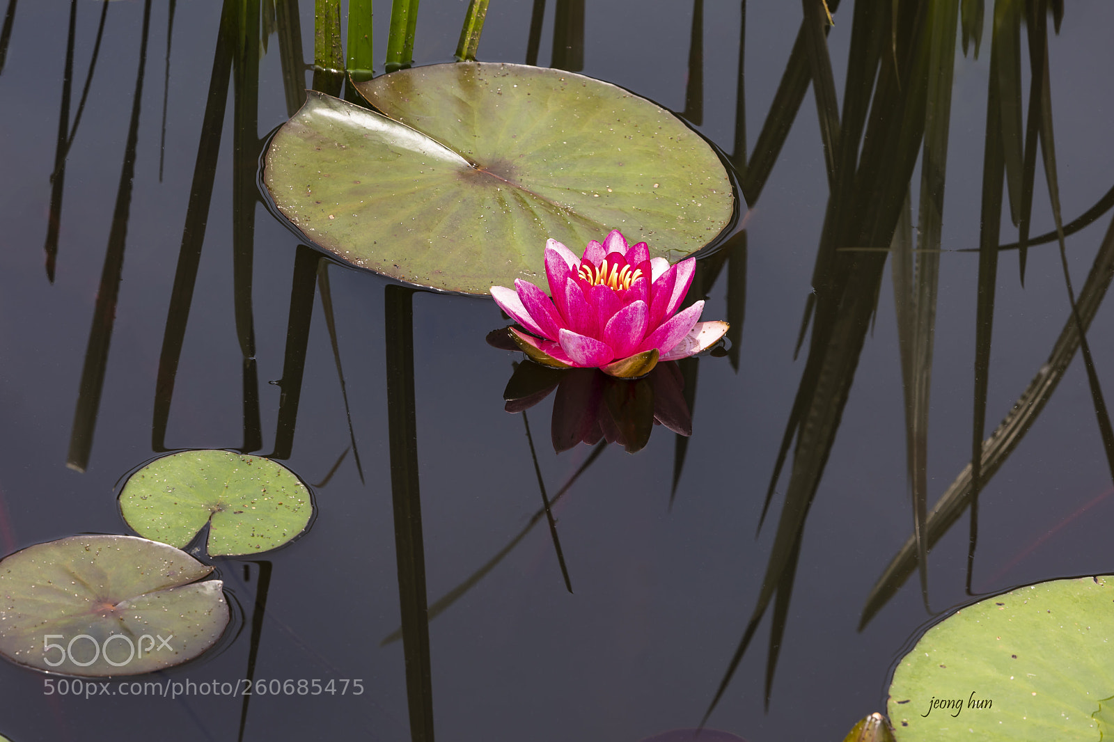 Canon EOS 5D Mark IV sample photo. Water lily photography