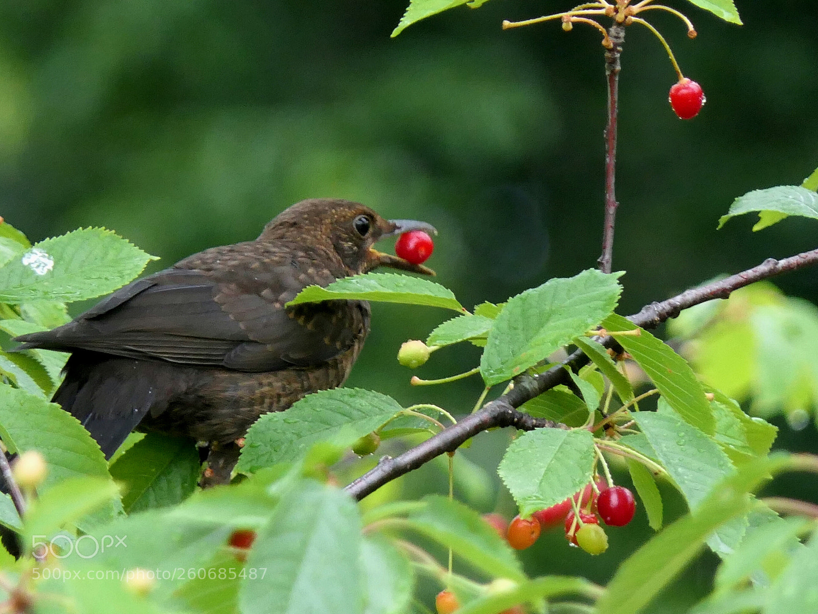 Panasonic Lumix DMC-FZ2500 (Lumix DMC-FZ2000) sample photo. Red breakfast... photography