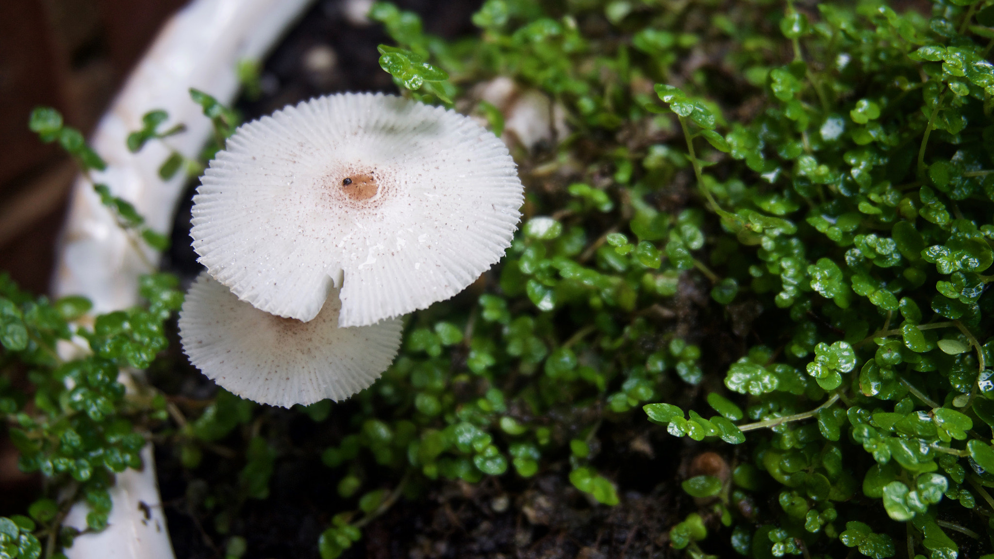 Sony Alpha NEX-3N sample photo. Mushroom photography